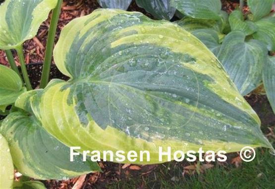 Hosta Snickers' Surprise